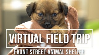 Virtual field trip to our animal shelter [upl. by Haimrej354]