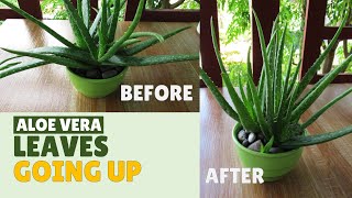 How To Make Aloe Vera Leaves Grow Upward [upl. by Kenley]