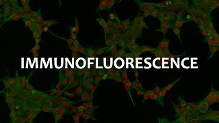 Immunofluorescence IF Immunohistochemistry IHC and Immunocytochemistry ICC [upl. by Gaw]