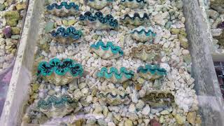 Caring for Cultured Tridacna Clams at Pacific East Aquaculture [upl. by Aerdnas]