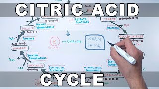 Citric Acid Cycle  Krebs Cycle [upl. by Htaras]