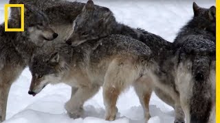 La chasse des loups en meute [upl. by Bren]