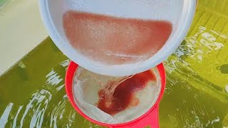 How to culture daphnia  Daphnia culture  How to grow daphnia outdoor [upl. by Salvucci502]