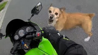 Angry Dogs Vs Bikers  WHEN DOGS ATTACK Or Just Want to Say Hi [upl. by Manas]