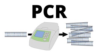 How PCR Polymerase Chain Reaction works explained in 1 minute [upl. by Munn796]