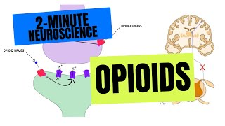 2Minute Neuroscience Opioids [upl. by Xino]