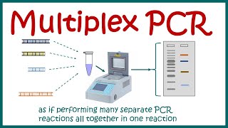 Multiplex PCR [upl. by Maite]