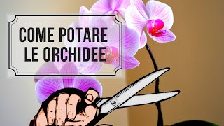 COME POTARE LE ORCHIDEE [upl. by Nomla]