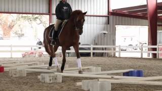 Cavaletti Training [upl. by Orman]