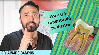 ¿Cuáles son las partes de un diente  Dr Alvaro Campos [upl. by Alahc884]