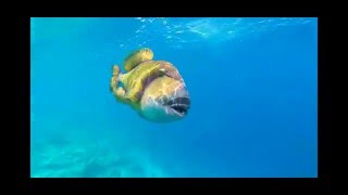 Trigger fish attack in the Maldives [upl. by Luehrmann219]