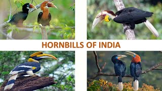 Hornbills of India 🇮🇳  Birds  Indian Birds [upl. by Nurse]