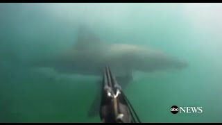 Great White Shark Attack GoPro Footage [upl. by Madai317]