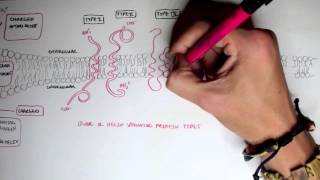 Membrane Proteins I [upl. by Ellezig]