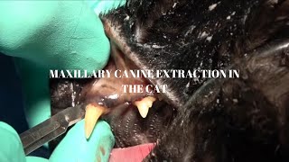 Veterinary Dentist EXPLAINS Tooth Extraction of a Maxillary Canine in a Cat [upl. by Arbuckle823]