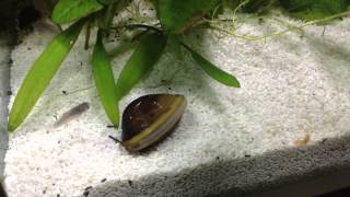 My Freshwater Clam Filter Feeding [upl. by Noxid]