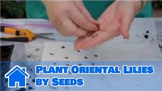 Lilies amp More  How to Plant Oriental Lilies by Seeds [upl. by Debby]