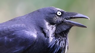 Australian Raven calling [upl. by Edris]