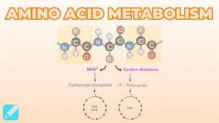 Amino Acid Metabolism [upl. by Emorej]