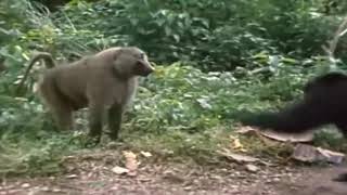 2 Chimpanzees VS Baboon [upl. by Cann]