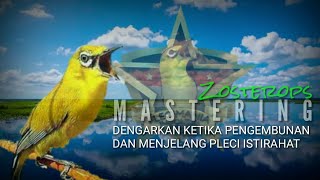 Zosterops mastering  pleci durasi full nembak [upl. by Bessy]