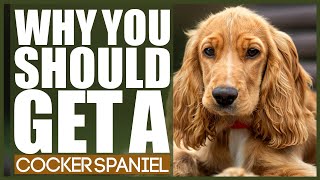 WHY YOU SHOULD GET A COCKER SPANIEL [upl. by Roice]