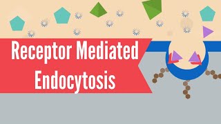 Receptor Mediated Endocytosis [upl. by Geminius]