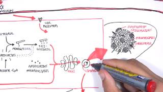 Physiology of Lipoproteins Cholesterol [upl. by Hanikahs]