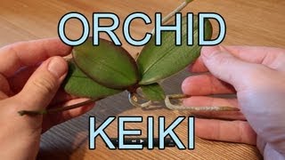 Repotting an Orchid Keiki  Phalaenopsis Orchid Keiki [upl. by Tenrag989]