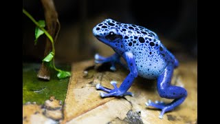 Dendrobates Tinctorius Azureus calling and Courting [upl. by Aronel]