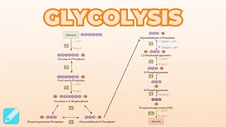 Glycolysis  Metabolism [upl. by Anotyal]