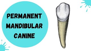 Permanent Mandibular Canine  Tooth Morphology [upl. by Gorrono]