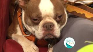 When to worry about your Dog Coughing and Sneezing [upl. by Myk]