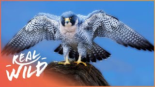 Peregrine Falcon The Master Of The Sky  Amazing Animals  Real Wild Shorts [upl. by Tuneberg249]