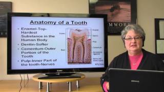 Basic Dental Terminology [upl. by Drofwarc]