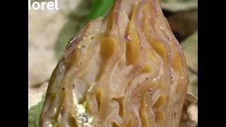 How to tell the difference between Morels and False Morels [upl. by Rossner]