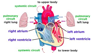 The Circulatory System Part 1 The Heart [upl. by Kavanaugh893]