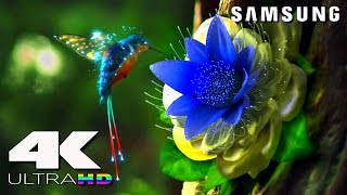 4K ULtra HD  SAMSUNG UHD Demo׃ LED TV [upl. by Derrek]