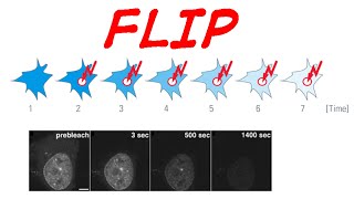 Fluorescence loss in photobleaching or FLIP [upl. by Eninaej]