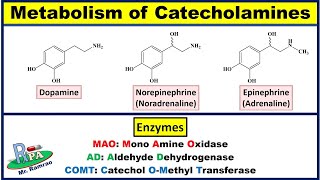 Metabolism of Catecholamines Dopamine Noradrenaline and Adrenaline [upl. by Aihsa661]