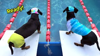 The Wienerlympics  Cute amp Funny Wiener Dog Video [upl. by Elyssa]