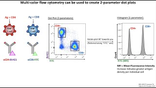 Lecture 7b Flow Cytometry [upl. by Luebke587]