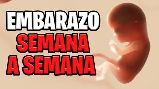 🤰 EMBARAZO SEMANA A SEMANA 📅 ANIMACIÓN en 3D ✅ [upl. by Einnol]