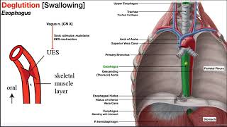 The Esophagus EXPLAINED [upl. by Alessandra380]