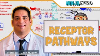 Endocrinology  Receptor Pathways [upl. by Salisbarry53]