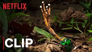 Our Planet  Fungus  Clip  Netflix [upl. by Obocaj972]