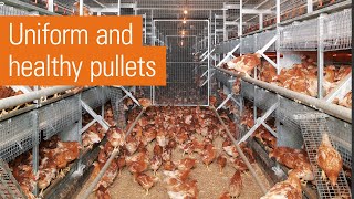 Efficient egg production in laying aviaries  NATURA rearing [upl. by Lamb]