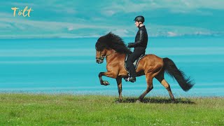 5 gaits of the Icelandic horse [upl. by Ahsinotna788]