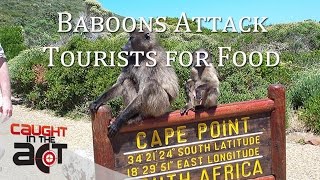 Cape Baboons attack Tourists for food [upl. by Anasiul232]