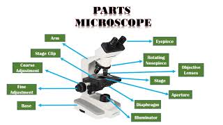 Microscope Types Parts and Function [upl. by Ileek]